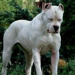 Ali