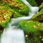 Serdar
