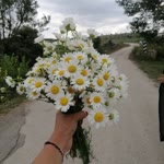 İlknur