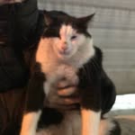 Nazım