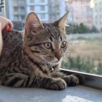 Aygül