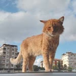 Profil fotoğrafı