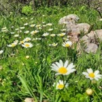 Aaa