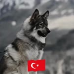 Bilal