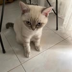 Nur