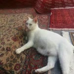 Osman
