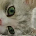 Mine