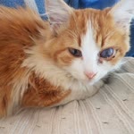Fikret