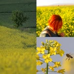 Gülay