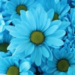 Melike