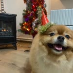 Cemile