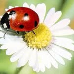 Merve