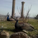 Ibrahim