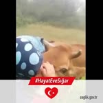 Gülcihan