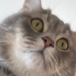Nurgül