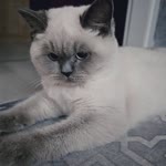 Ayse