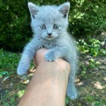 Sultan
