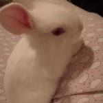 Bir