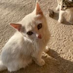 Nazli