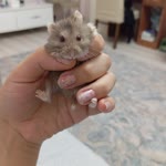 Rabia
