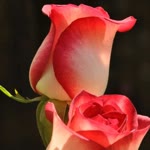İsmail