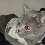 Zeynep
