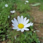 Asiye