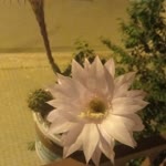 Gülten