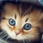 Ceren
