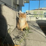 Melike