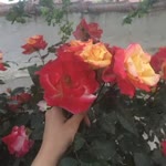 Nilgün