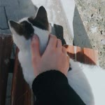 Nevval
