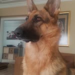 Burcu