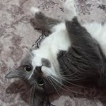 Sümeyye
