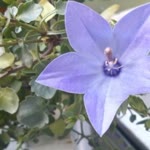 Rana