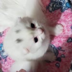 Melike