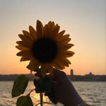 Merve
