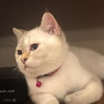 Azra
