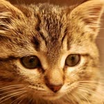 Kedi