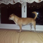Fatma