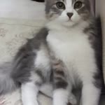Arzu