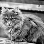 Nazife