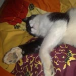 Eray