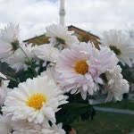 Ebru