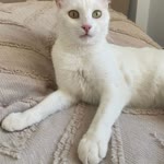 Betül