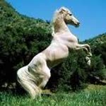 Hatice