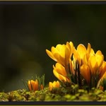 Nesrin