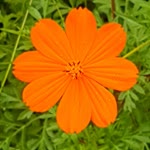 Zeynep
