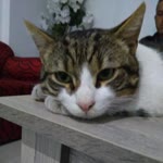 Muhsin