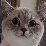 Özlem